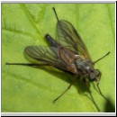 Rhagio notatus - Schnepfenfliege m03.jpg